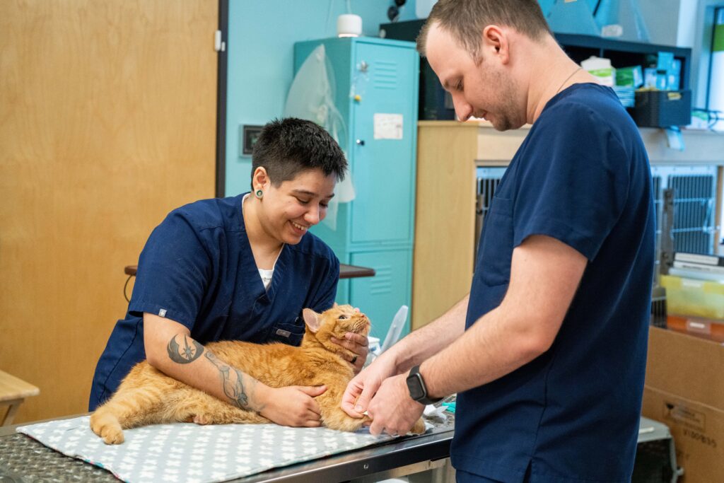 Professional brand photography showing veterinary team caring for a cat, highlighting the difference from DIY brand photos for small business